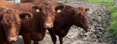 - © Heiko Borchers Angusherde der Schwingetal-Angus GbR