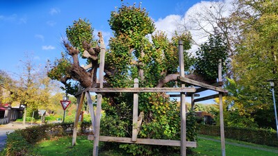 1000-j&auml;hrige Linde in Dreibergen