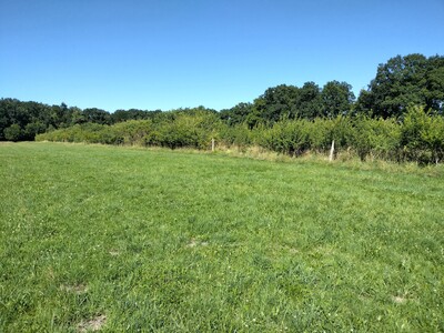 Hecke 2003 gepflanzt