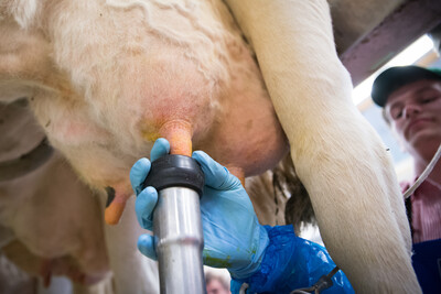 35. Bundeswettbewerb Melken 22. bis 26. April im LBZ Echem - © Wolfgang Ehrecke 35. Bundeswettbewerb Melken 22. bis 26. April im LBZ Echem