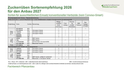 Zuckerrüben-Sortenempfehlung 2027, Sorten für herkömmliche Herbizide - © Annette Hoffmann Zuckerrüben-Sortenempfehlung 2027, Sorten für herkömmliche Herbizide