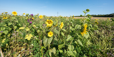 Vorstellung einer Fläche speziell für den Rebhuhnschutz nahe des Wolfenbütteler Ortsteils Leinde. Derartige Projekte werden im Zuge des Natur- und Artenschutzbündnisses „Der Niedersächsische Weg“ vermehrt umgesetzt. - © Wolfgang Ehrecke Vorstellung einer Fläche speziell für den Rebhuhnschutz nahe des Wolfenbütteler Ortsteils Leinde. Derartige Projekte werden im Zuge des Natur- und Artenschutzbündnisses „Der Niedersächsische Weg“ vermehrt umgesetzt.