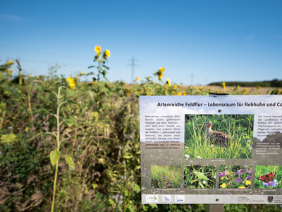 Vorstellung einer Fläche speziell für den Rebhuhnschutz nahe des Wolfenbütteler Ortsteils Leinde. Derartige Projekte werden im Zuge des Natur- und Artenschutzbündnisses „Der Niedersächsische Weg“ vermehrt umgesetzt. - © Wolfgang Ehrecke Vorstellung einer Fläche speziell für den Rebhuhnschutz nahe des Wolfenbütteler Ortsteils Leinde. Derartige Projekte werden im Zuge des Natur- und Artenschutzbündnisses „Der Niedersächsische Weg“ vermehrt umgesetzt.