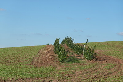 Agroforst - © Martina Diehl Agroforst