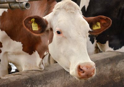 Bilder einer Ausbildung zum Landwirt - © Andreas Teichler /media/media/80416F21-C640-E37A-CE1D463AB3520DDD.jpg