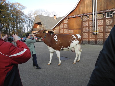 Tochter Daniela führte eine Rotbunte vor - © Dr. Hans-Gerd Brunken Tochter Daniela führte eine Rotbunte vor