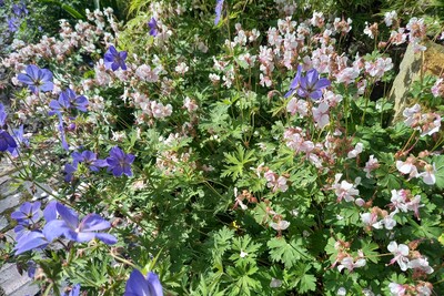 Geranium pratense Johnson Blue & G. x cantabrigiense Biokovo