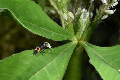 Larve des Asiatischen Marienkäfers erbeutet eine Blattlaus