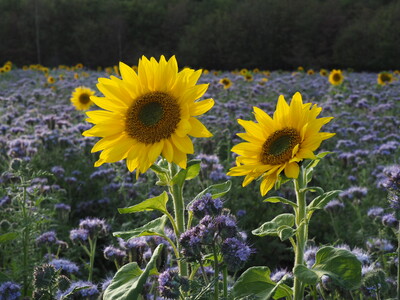 Bl&uuml;hfl&auml;che