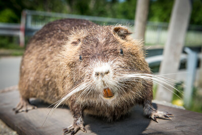Erfolge und Herausforderungen der Nutriajagd: Ortstermin mit Ministerin Barbara Otte-Kinast am 11.05.2022 an der Vechte in der Grafschaft Bentheim.