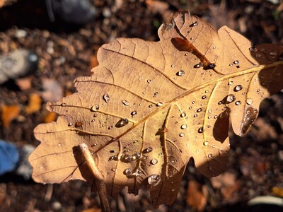 - © Almut Eilers Wald