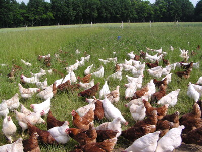 Hühner im Gras