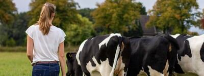 Eine Person geht auf einer Wiese hinter mehreren schwarz-wei&szlig;en K&uuml;hen her, im Hintergrund sind B&auml;ume zu sehen.