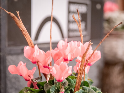 Gesellschaftsabend der Landwirtschaftskammer Niedersachsen am 19.11.2025 in Oldenburg.