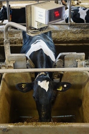 Fress-Wiege-Trog in Iden