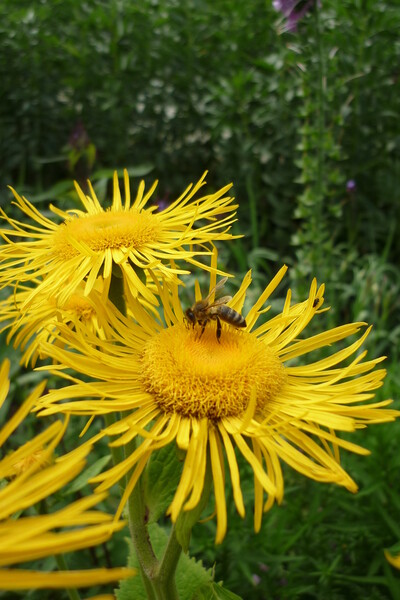 Alantblüte mit Biene