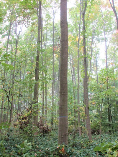 Herausgepflegte Zukunftsbäume im Bergahornbestand. - © Dieter Scholz Zukunftsbäume im Bergahornbestand