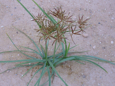Knolliges Zypergras (Cyperus rotundus)