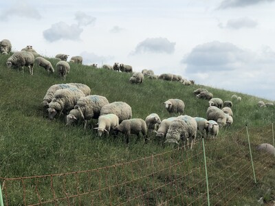 Schafe am Deich hinter Elektrozaun