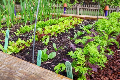 Hochbeet mit frischem Austrieb - Salate