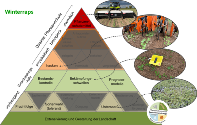 Maßnahmenpyramide für den integrierten Pflanzenschutz in Winterraps
