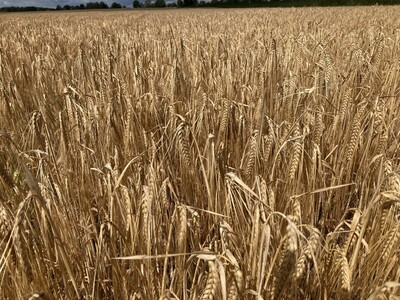 Braugerstenbestand vor der Ernte - © Carsten Rieckmann Braugerstenbestand vor der Ernte
