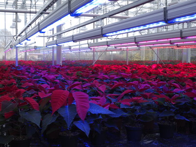 Weihnachtssterne unter Blaulicht