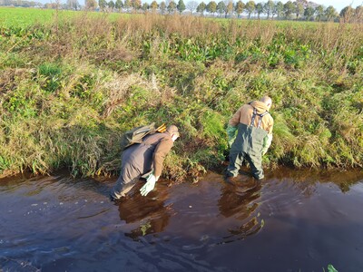 In Wathosen haben die Bisambekämpfer die Bauten der Tiere an Gräben und Zuläufen aufgespürt. - © Heiko Fritz In Wathosen haben die Bisambekämpfer die Bauten der Tiere an Gräben und Zuläufen aufgespürt.