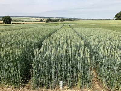 LSV Sommerweizen - © Carsten Rieckmann LSV Sommerweizen