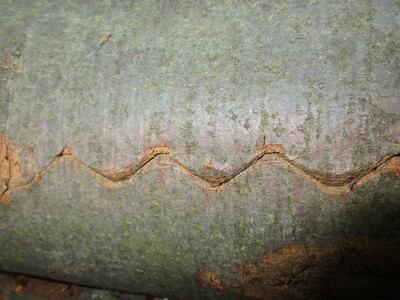 Die maschinelle Aufarbeitung durch einen Harvester hat Spuren hinterlassen.