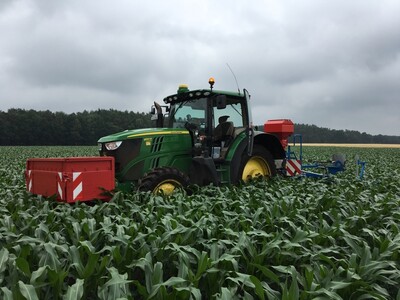 Maishacke im Bestand