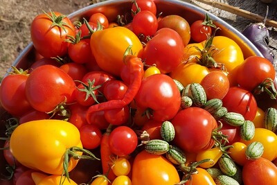 Tomatenvielfalt - © Kornelia Stock Tomatenvielfalt