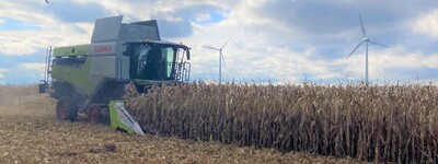 K&ouml;rnermais Ernte