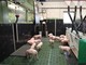 Erstmals hat die Landwirtschaftskammer Ferkel in die neue DigiSchwein-Ferkelaufzucht eingestallt. - © Jantje Ziegeler Erstmals hat die Landwirtschaftskammer Ferkel in die neue DigiSchwein-Ferkelaufzucht eingestallt.