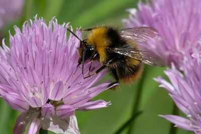 Wiesenhummel (Bombus pratorum)