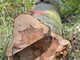 Schöne Bruchleiste nach der Fällung - © Carl Hesebeck Schöne Bruchleiste nach der Fällung