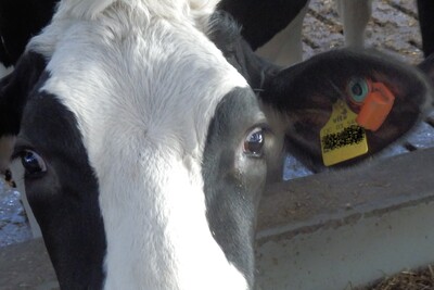 Digitalisierung, Rindviehhaltung