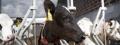 - © Fotograf Andreas Tamme Ausbildung Herdenmanager Echem