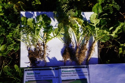 Spatenprobe in Drohnensaat mit Strohauflage und langer Stoppellänge