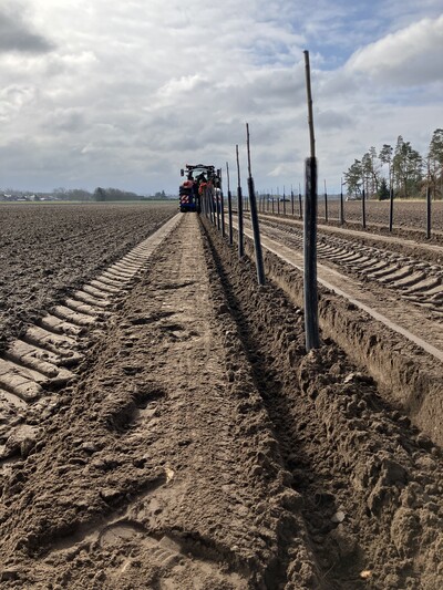 Agroforst_Pappelpflanzung_MODEMA