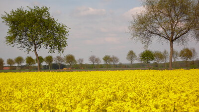 Blühendes Rapsfeld - © Korthaus Blühendes Rapsfeld