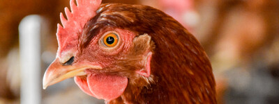 - © Andreas Teichler Tierwirt*in Geflügel