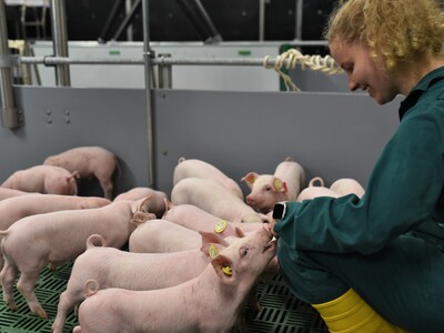 Erstmals hat die Landwirtschaftskammer Ferkel in die neue DigiSchwein-Ferkelaufzucht eingestallt.