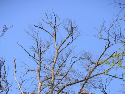 Totholz bei Buche - © Carl Hesebeck Totholz bei Buche