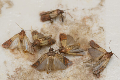 Vorratssch&auml;dling: Die Mehlmotte