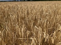 Braugerstenbestand vor der Ernte