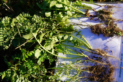 Direktsaat 30.7.vs Drohnensaat 29.7. - © LWK Niedersachsen Direktsaat 30.7.vs Drohnensaat 29.7.