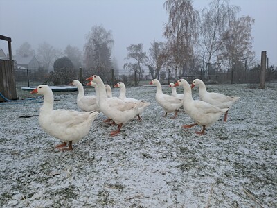 - © Berit Hartig 10 weiße Gänse stehen auf schneebedecktem Boden in einem eingezäunten Bereich mit Bäumen im Hintergrund.