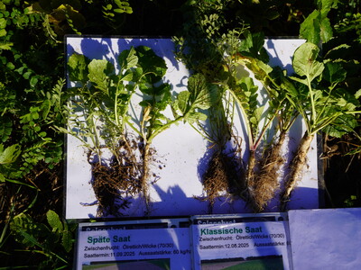 Spatenprobe in Drohnensaat mit Strohauflage und langer Stoppellänge