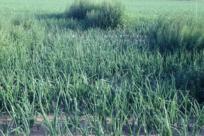 Zwiebelberatung Uelzen - © Michael Dunker Zwiebelberatung Uelzen